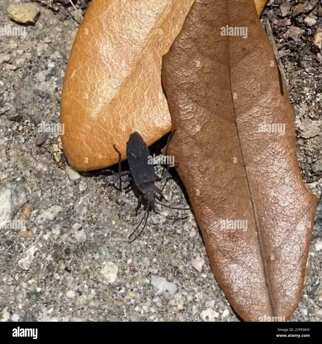 Red-shouldered Bug (Jadera haematoloma Stock Photo - Alamy