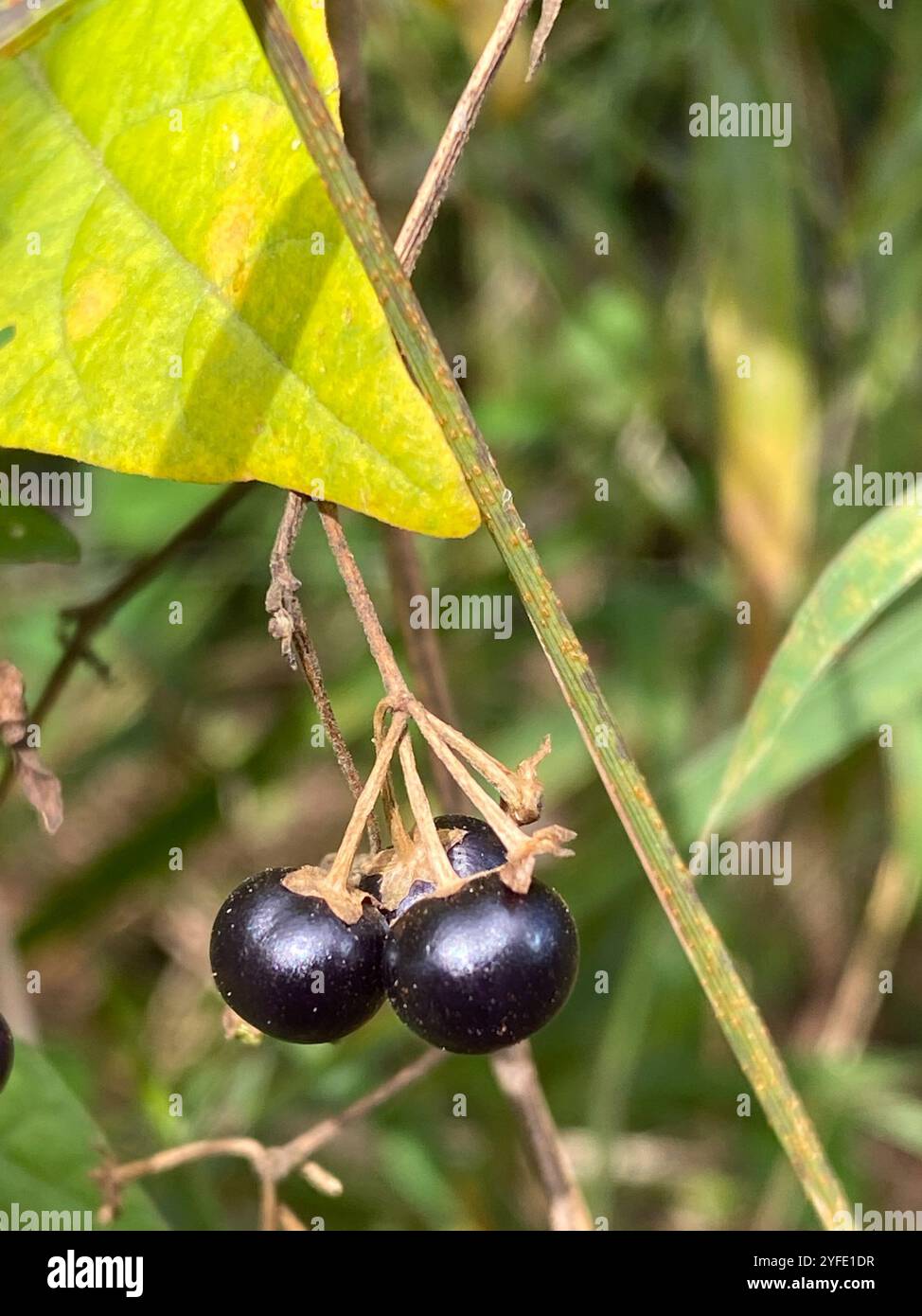 American black nightshade (Solanum americanum Stock Photo - Alamy