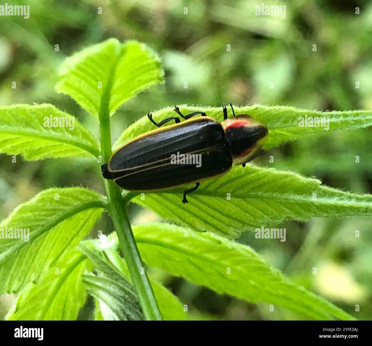 Spring Tree-Top Flasher (Pyractomena borealis Stock Photo - Alamy