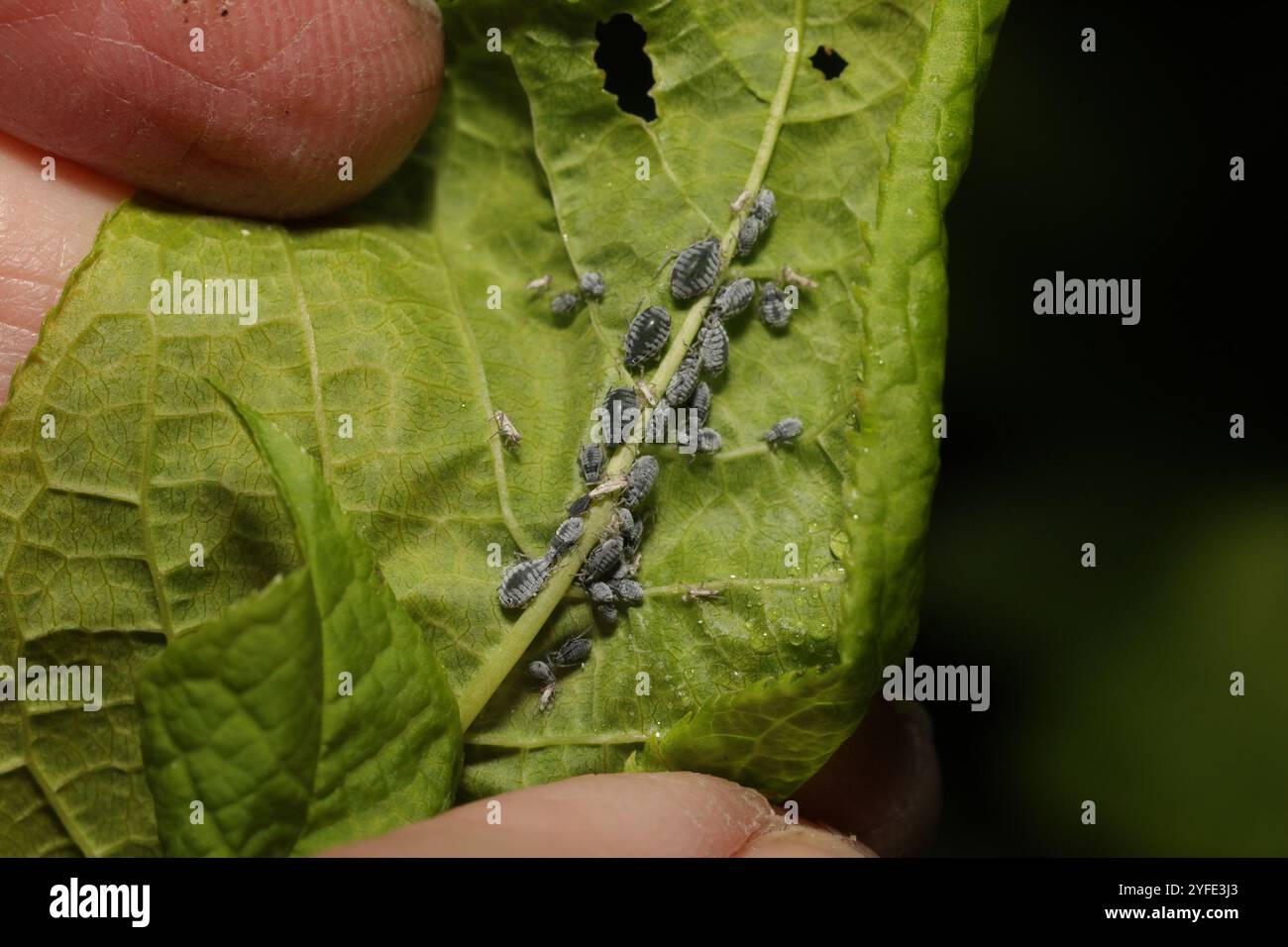 Bird cherry oat aphid hi-res stock photography and images - Alamy
