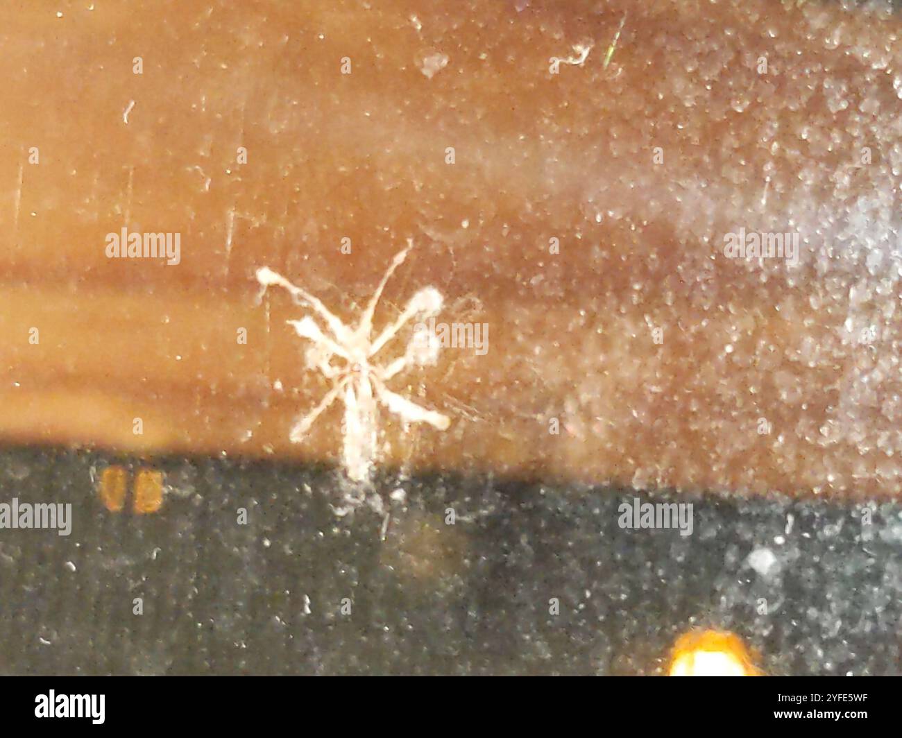 One Winged Insect Winged and Once-winged Insects (Pterygota Stock Photo - Alamy