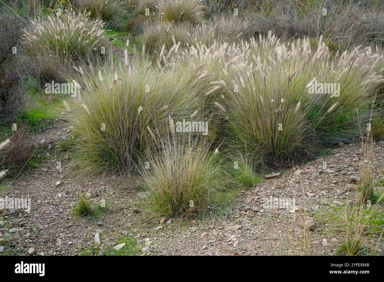Close up Pennisetum alopecuroides 'Hameln' Dwarf Fountain Grass. Spain. Stock Photo