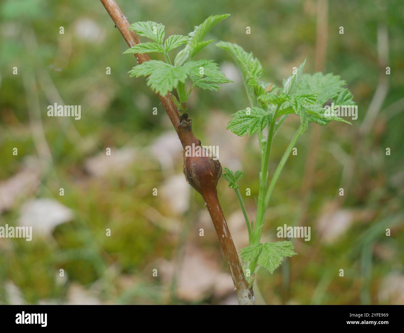 Raspberry gall midge (Lasioptera rubi Stock Photo - Alamy