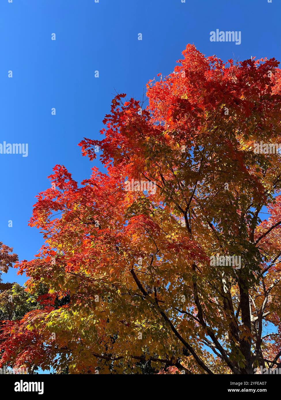 Maine in October - Smartphone Captured Stock Image