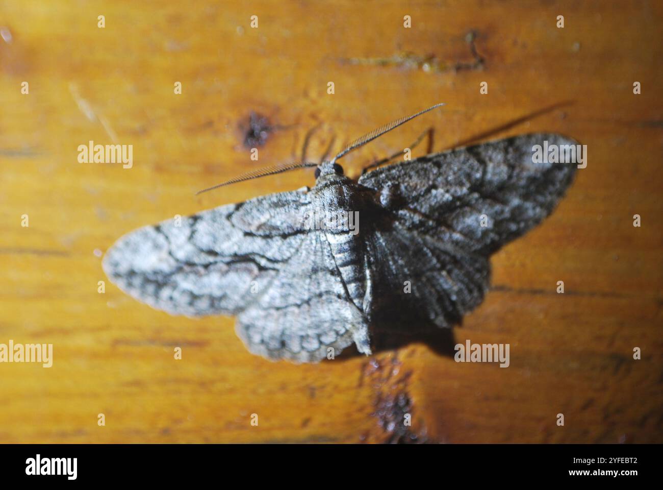 North American Common Gray (Anavitrinella pampinaria Stock Photo - Alamy