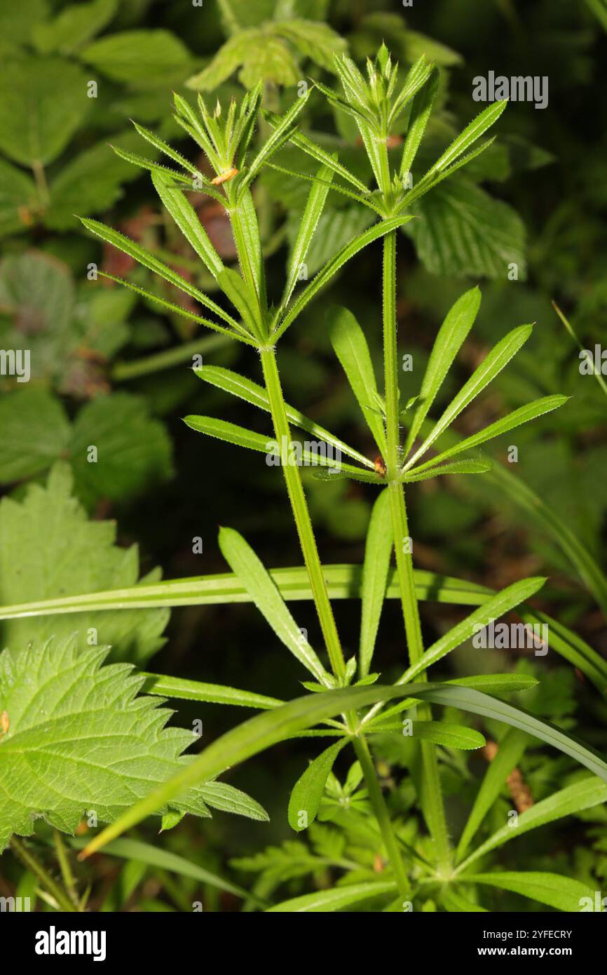 catchweed bedstraw (Galium aparine Stock Photo - Alamy