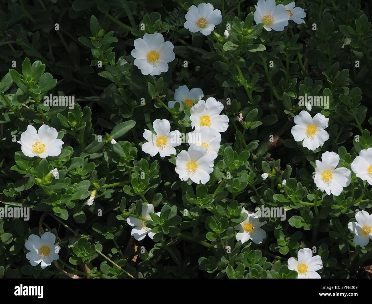 wingpod purslane (Portulaca umbraticola Stock Photo - Alamy