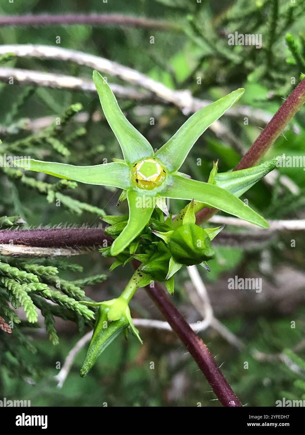 Anglepod (Gonolobus suberosus Stock Photo - Alamy