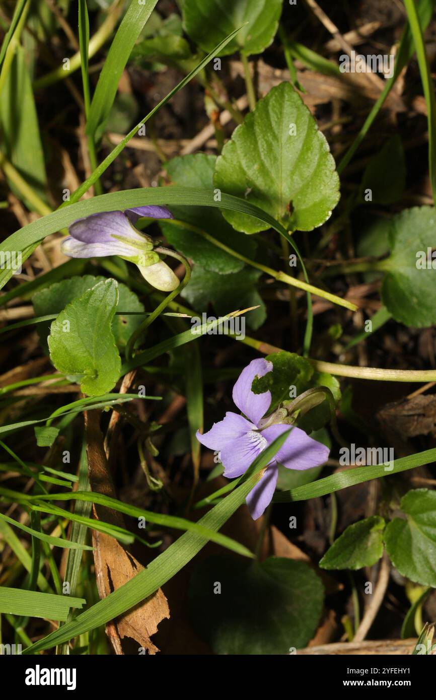 Viola Rivinian common dog-violet (Viola riviniana Stock Photo - Alamy
