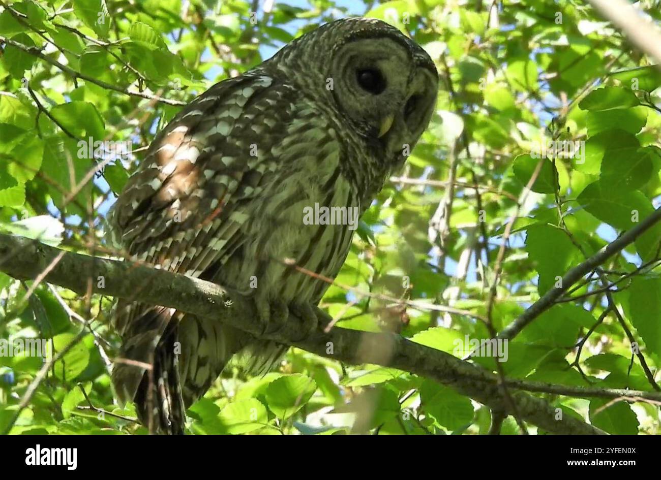 Strix Vari Barred Owl (Strix varia Stock Photo - Alamy