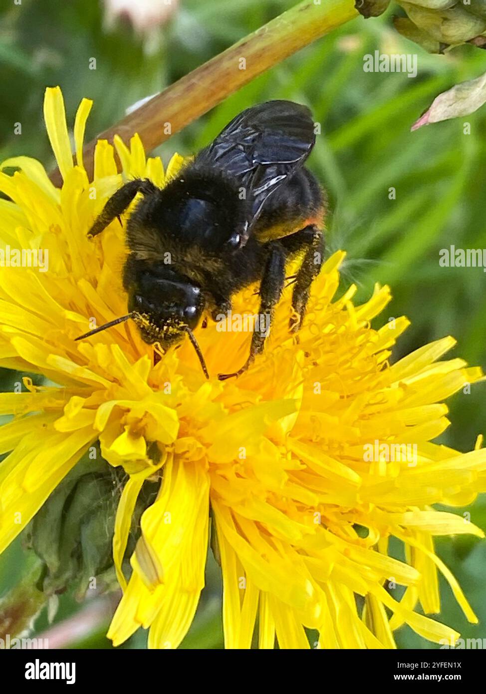 Hill Cuckoo Bumble bee (Bombus rupestris Stock Photo - Alamy