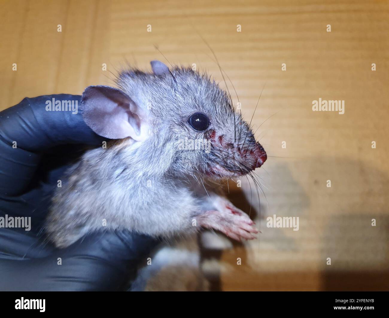 Old World Rats (Rattus Stock Photo - Alamy
