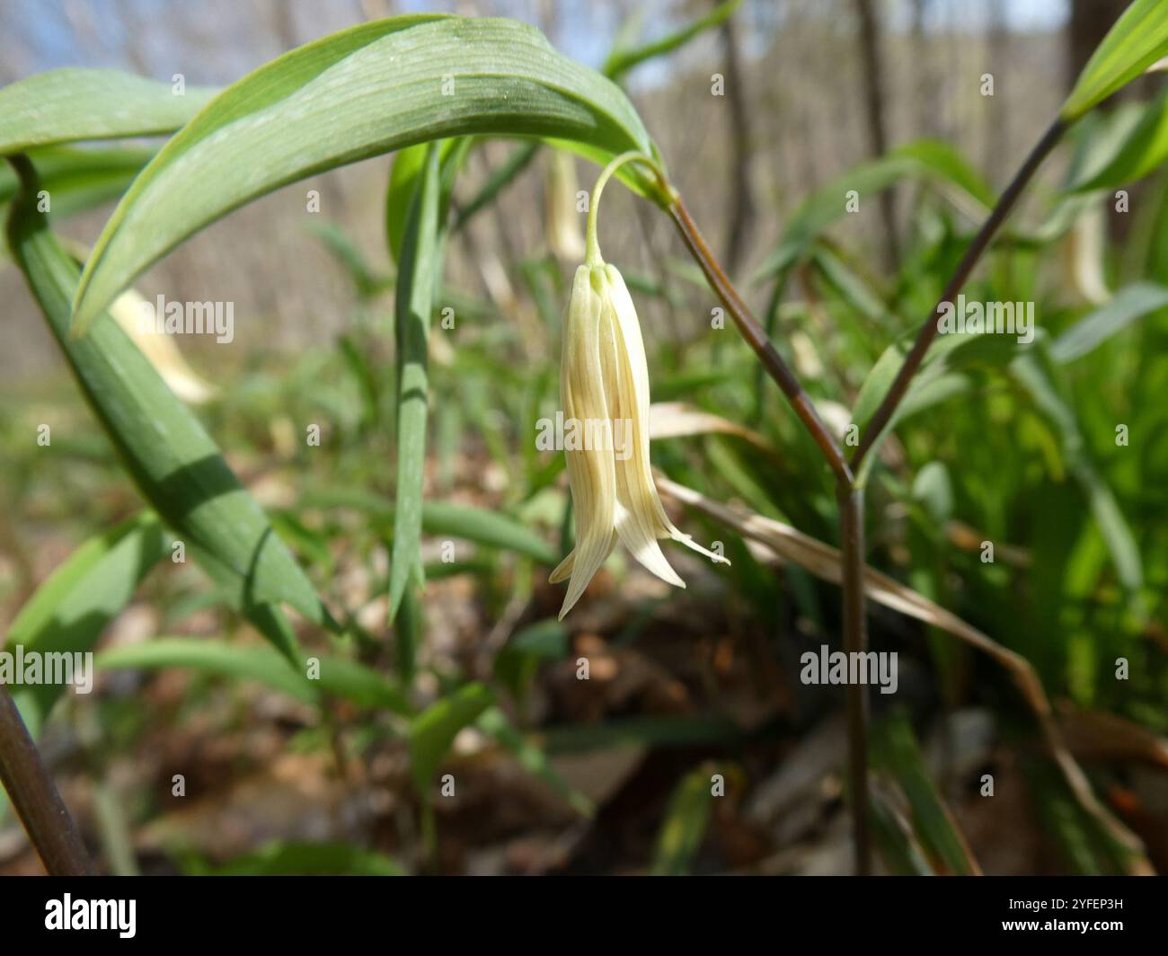 sessile bellwort (Uvularia sessilifolia Stock Photo - Alamy