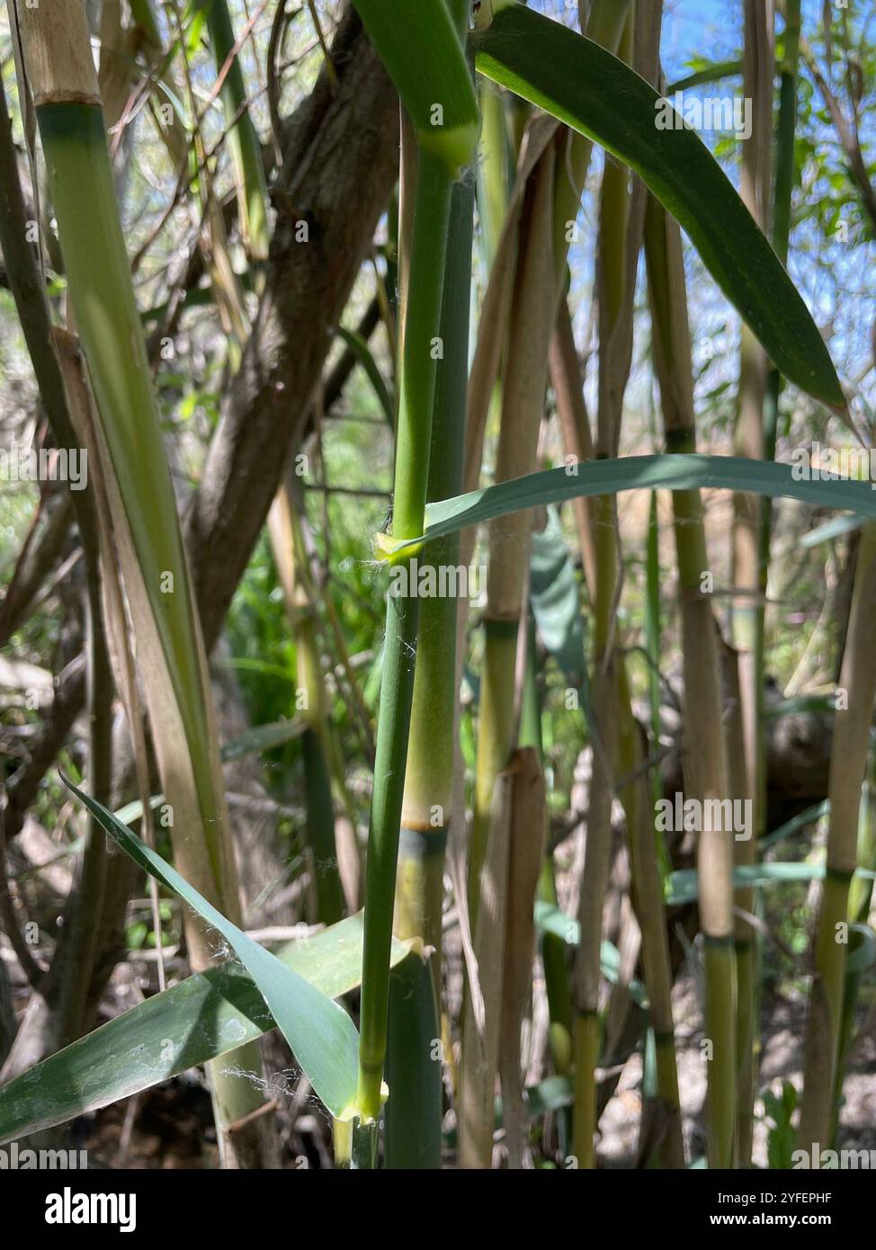 giant reed (Arundo donax Stock Photo - Alamy