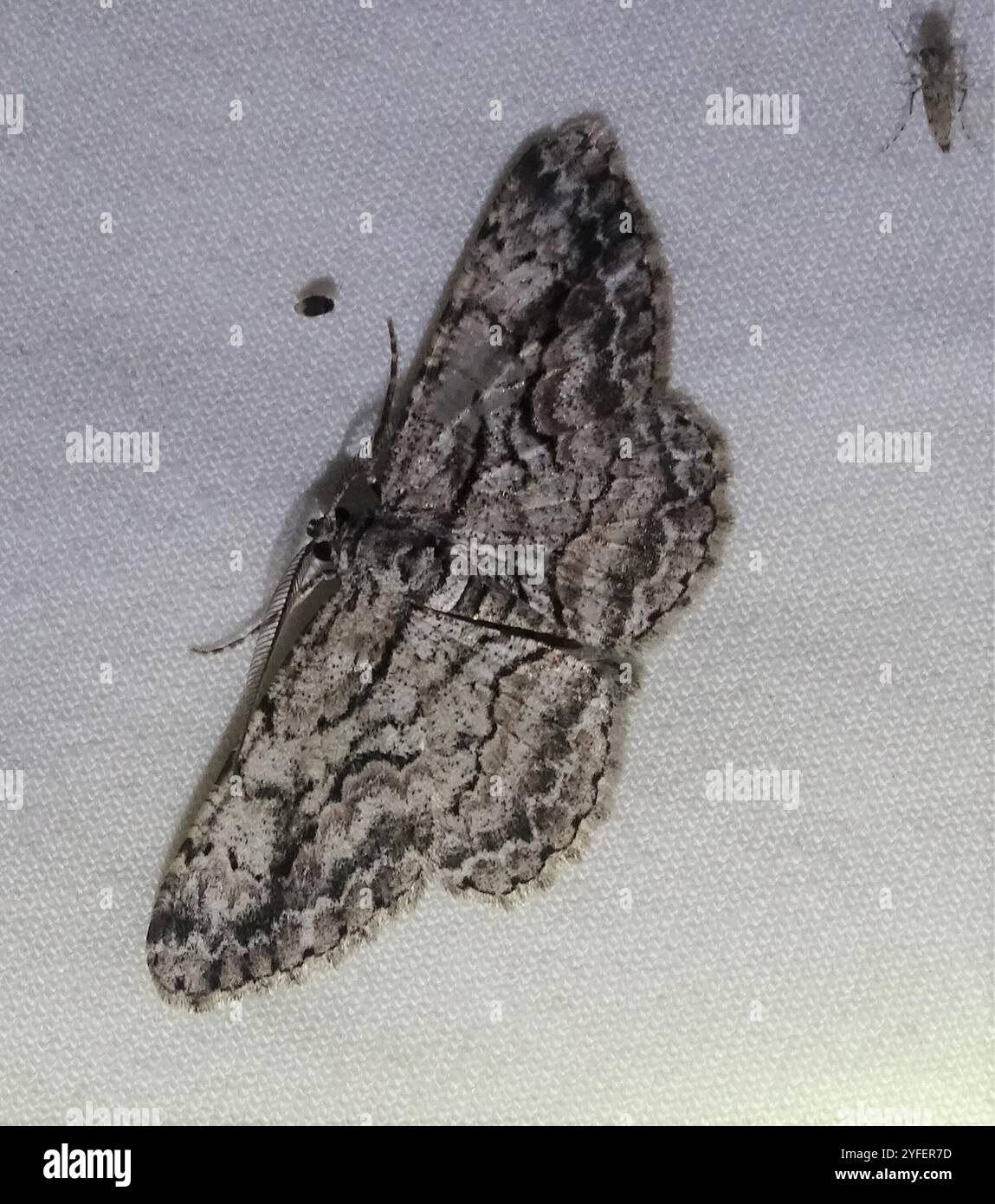 North American Common Gray (Anavitrinella pampinaria Stock Photo - Alamy