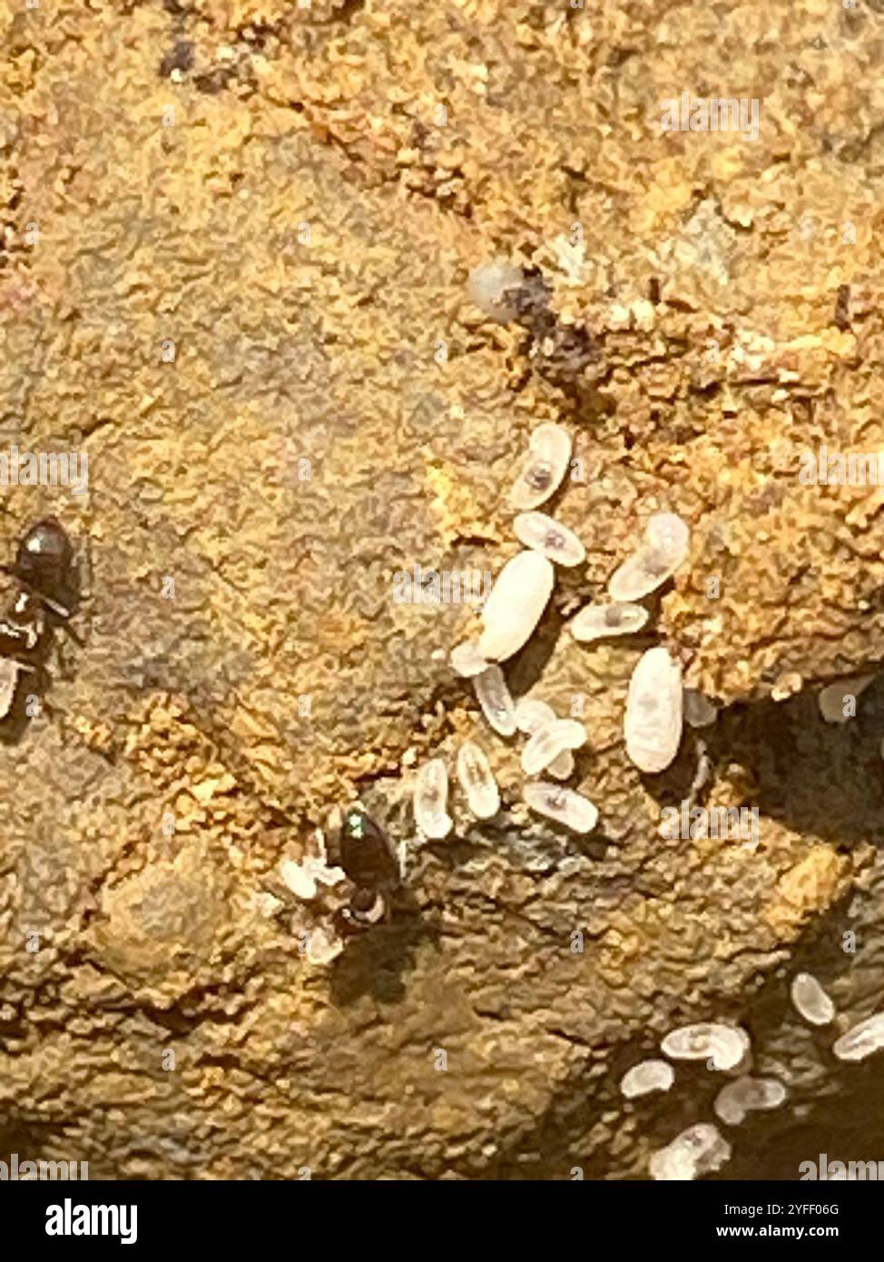 Dark Rover Ant Dark rover ant hi-res stock photography and images - Alamy