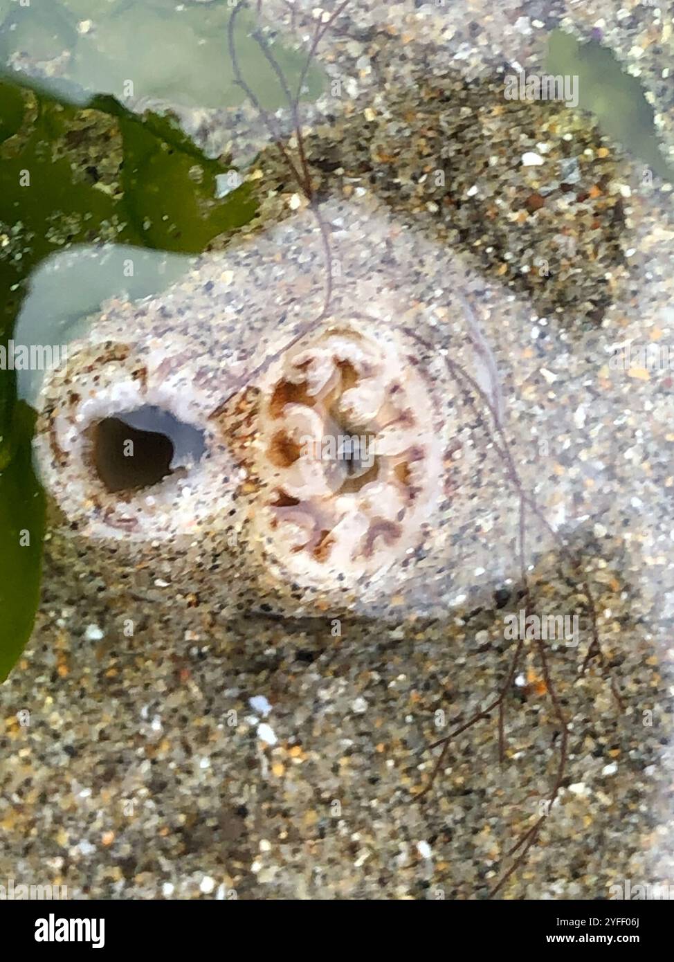 Rough piddock hi-res stock photography and images - Alamy