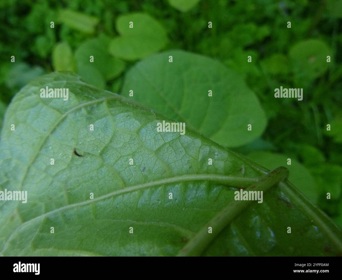 Bohemian Knotweed (Reynoutria × bohemica Stock Photo - Alamy
