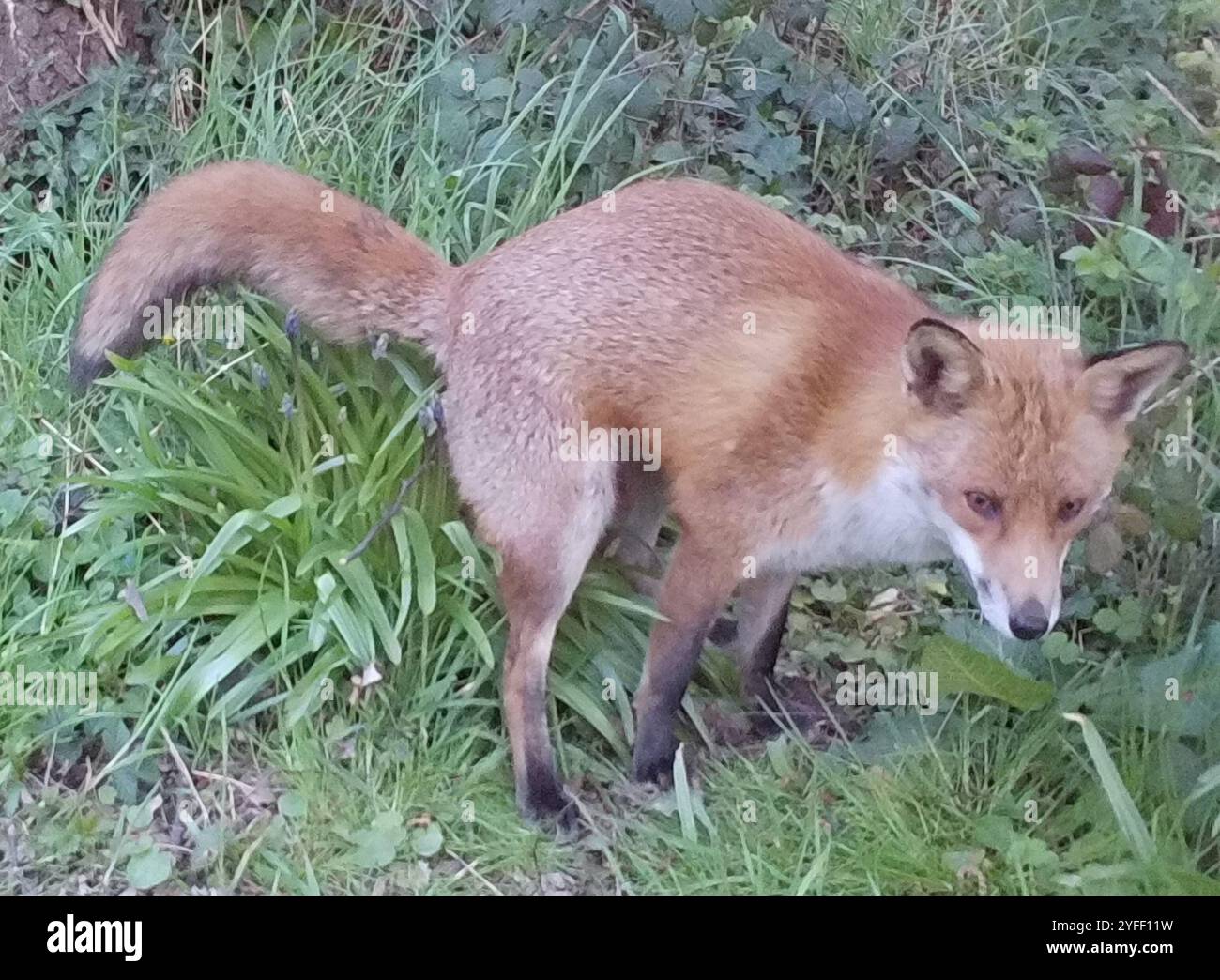 European Red Fox (Vulpes vulpes crucigera Stock Photo - Alamy