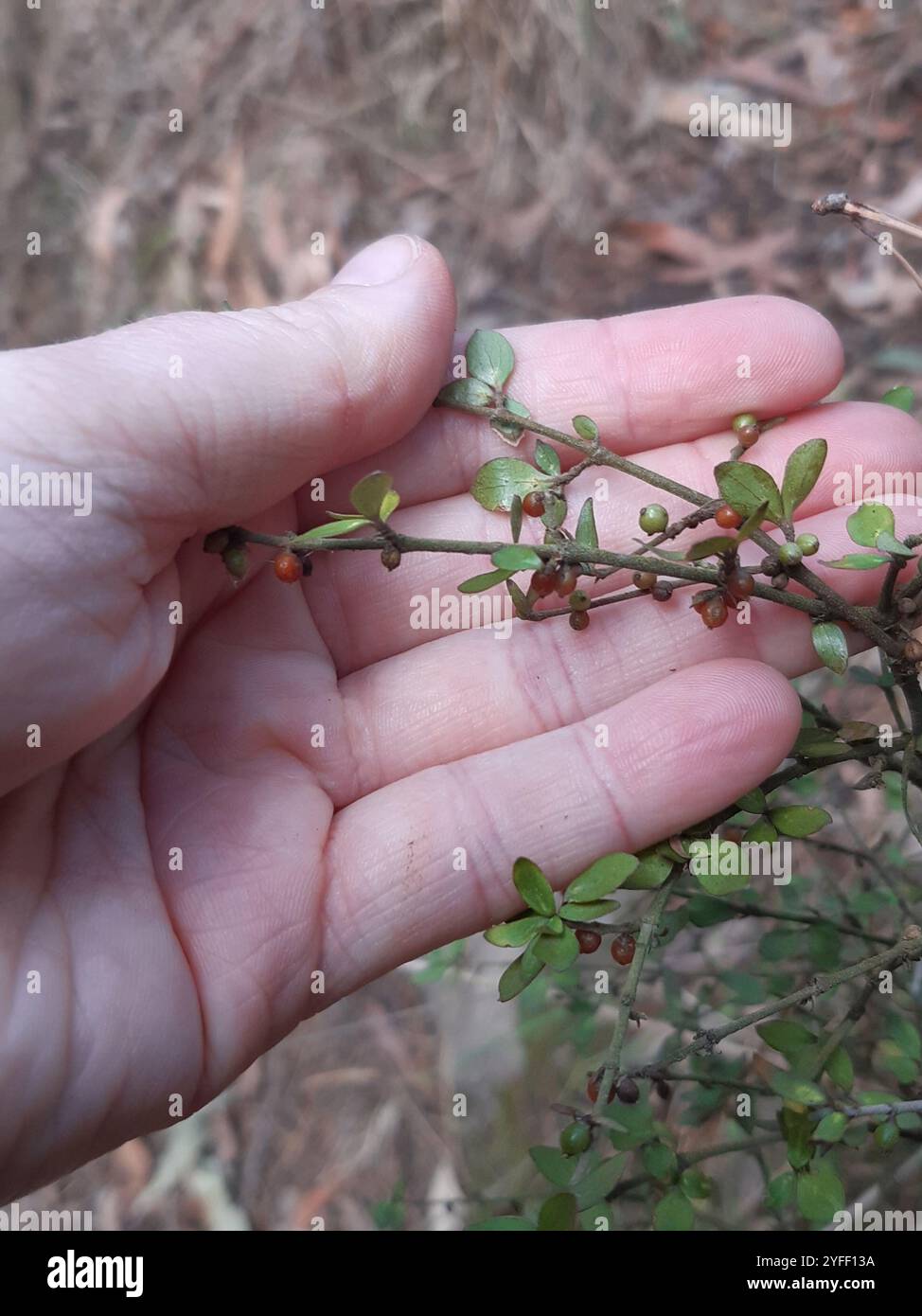 Twiggy coprosma (Coprosma rhamnoides Stock Photo - Alamy