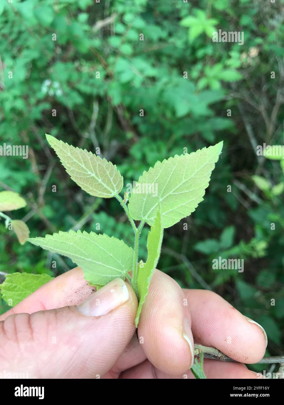netleaf hackberry (Celtis reticulata Stock Photo - Alamy