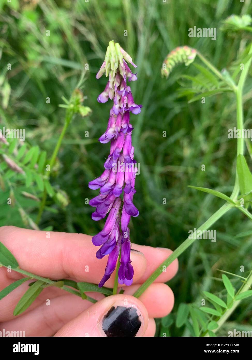 hairy-vetch-vicia-villosa-stock-photo-alamy