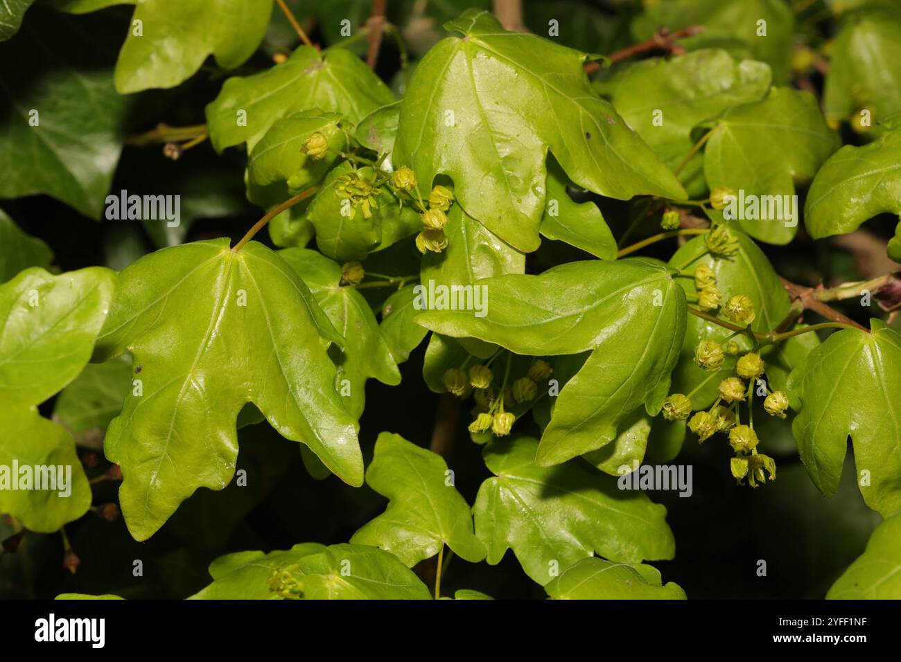 field maple (Acer campestre Stock Photo - Alamy