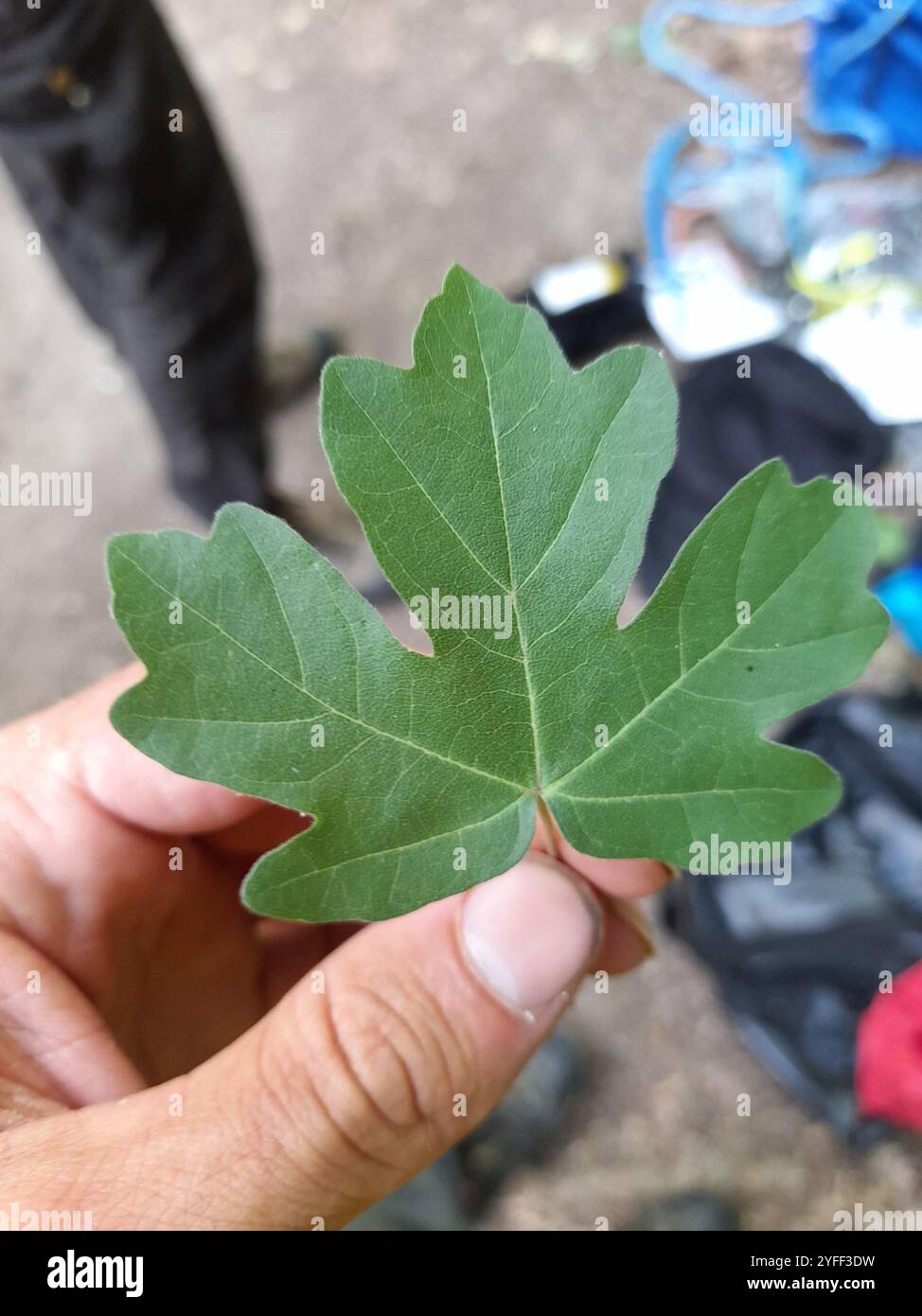 field maple (Acer campestre Stock Photo - Alamy