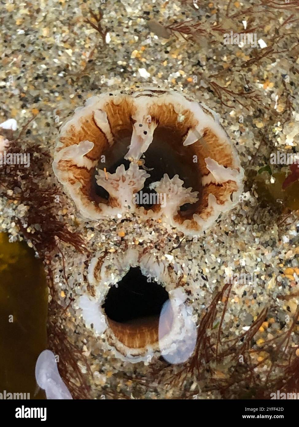 Rough piddock hi-res stock photography and images - Alamy