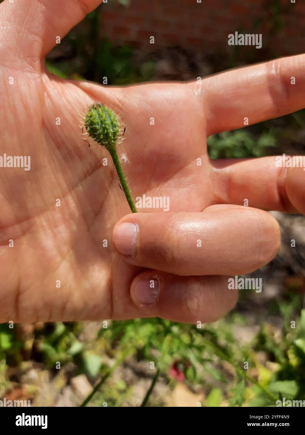 rough poppy (Roemeria sicula Stock Photo - Alamy
