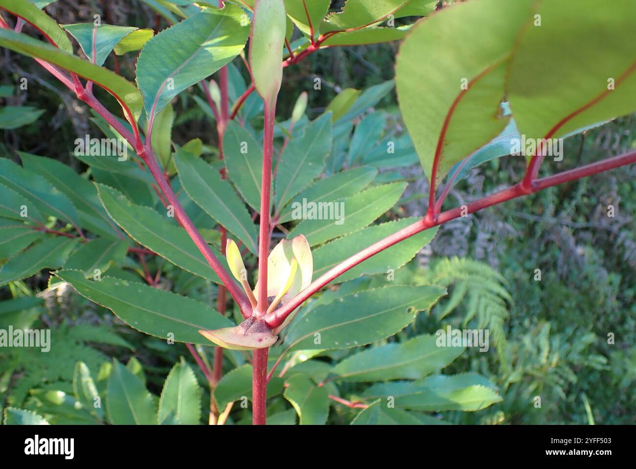 butterspoon tree (Cunonia capensis Stock Photo - Alamy