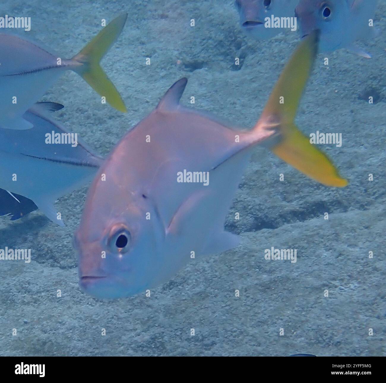 Horse-eye Jack (Caranx latus Stock Photo - Alamy
