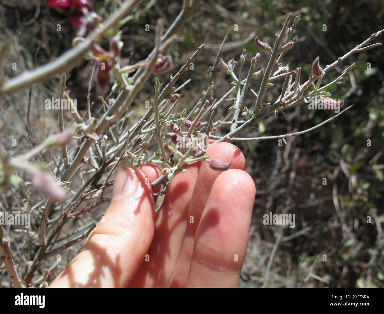 Rhatany Littleleaf rhatany hi-res stock photography and images - Alamy