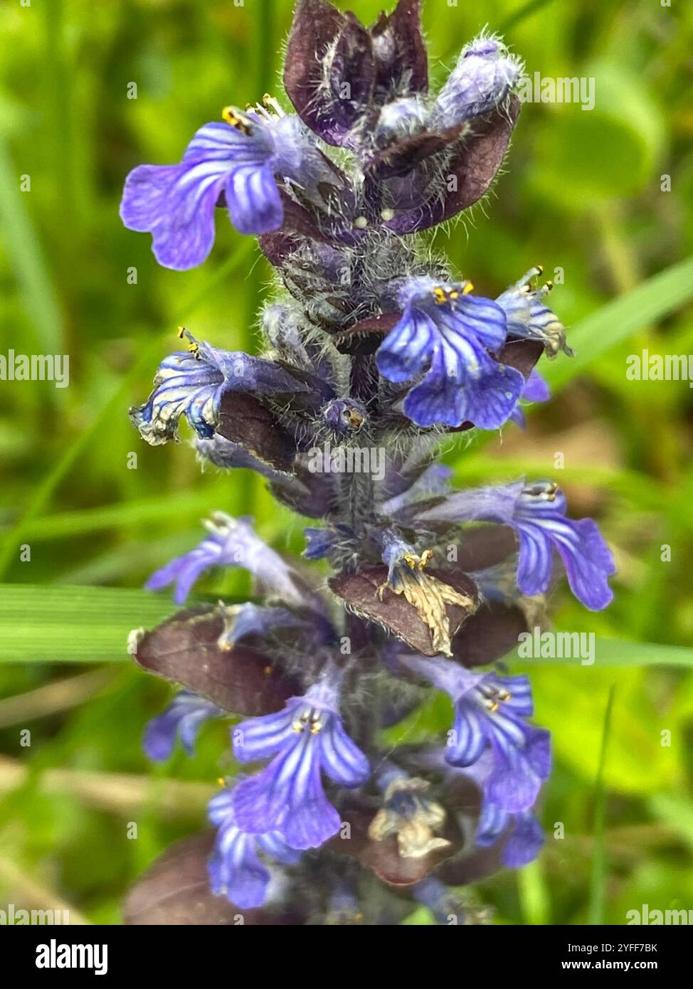 carpet bugle (Ajuga reptans Stock Photo - Alamy