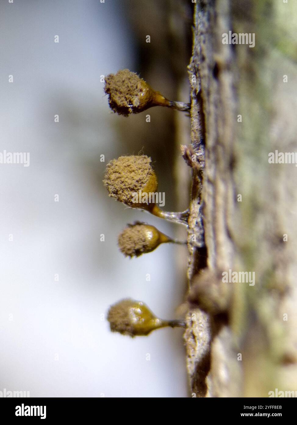 Crateriformis hi-res stock photography and images - Alamy