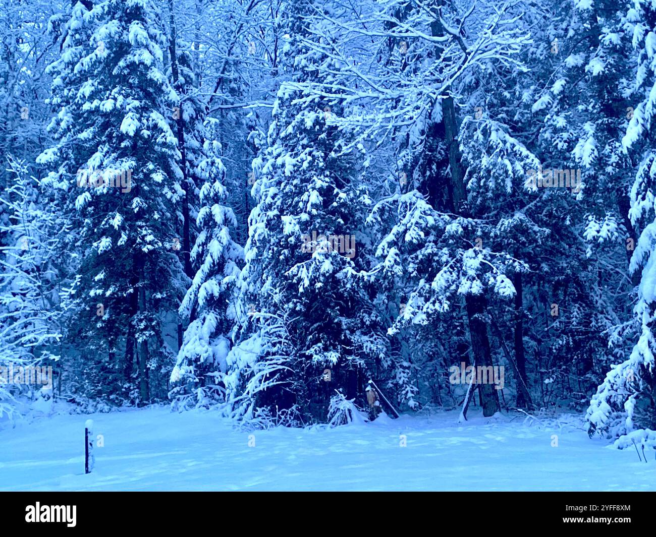 Forest of Pine trees covered with snow in a blue background in Ottawa, Canada - Smartphone Captured Stock Image