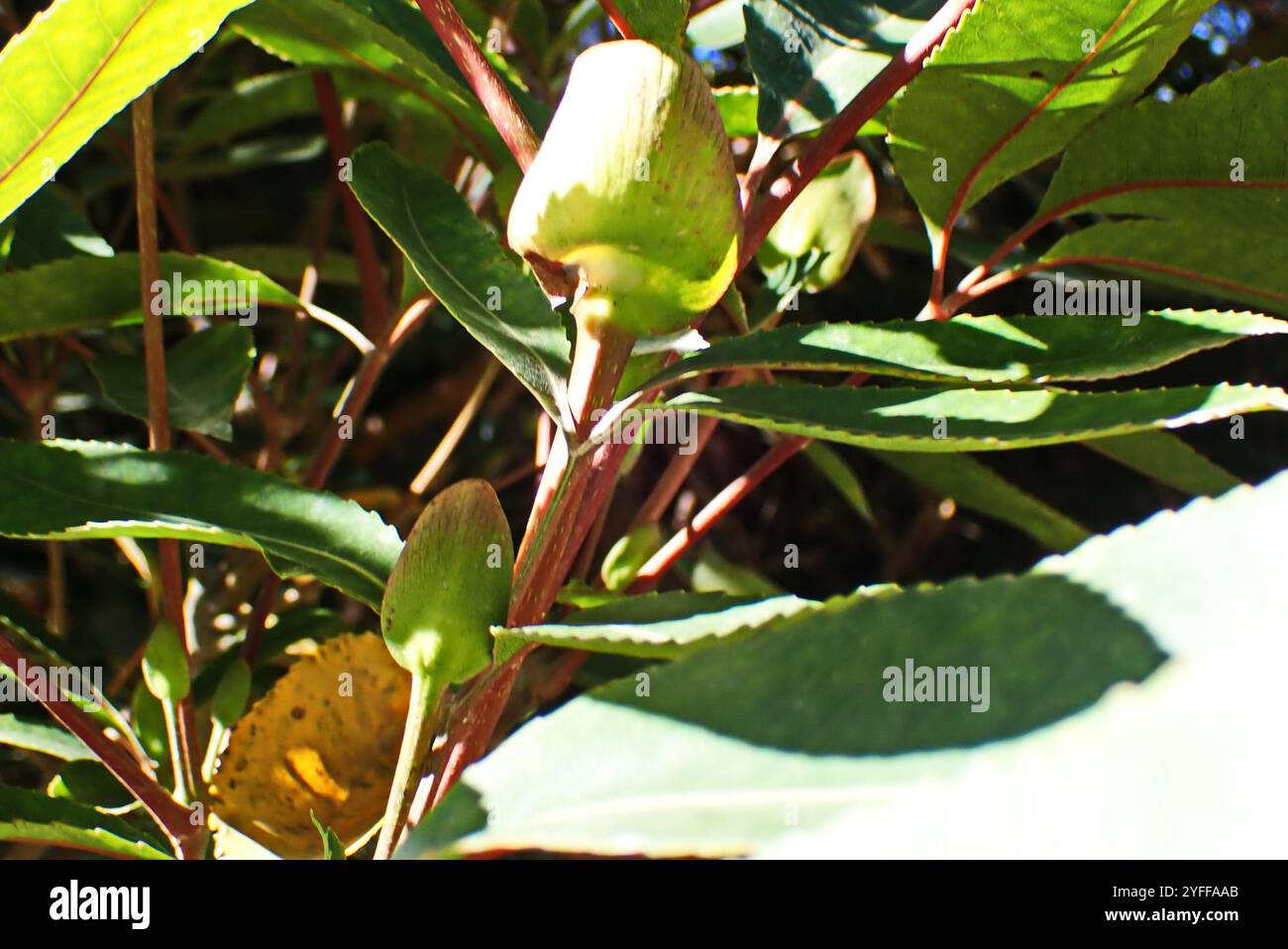 butterspoon tree (Cunonia capensis Stock Photo - Alamy