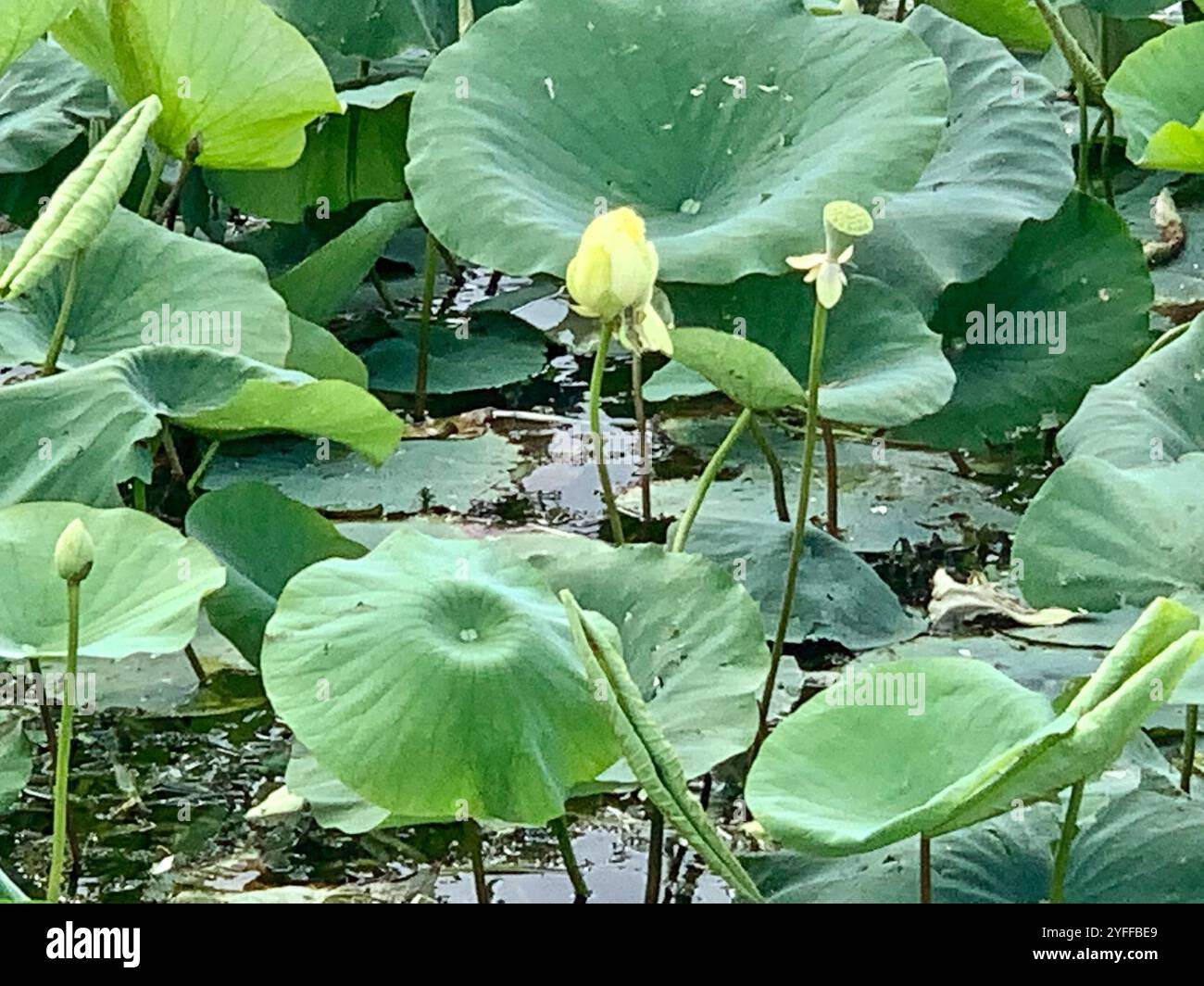 FRISCHE NELUMBO LUTEA Samen, Amerikanische Lotusblume EUR 10,00