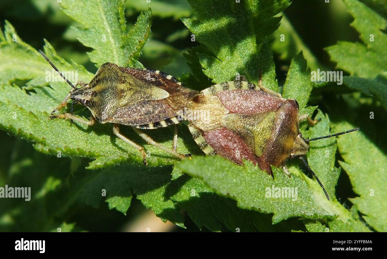 Black shouldered shieldbug hi-res stock photography and images - Alamy