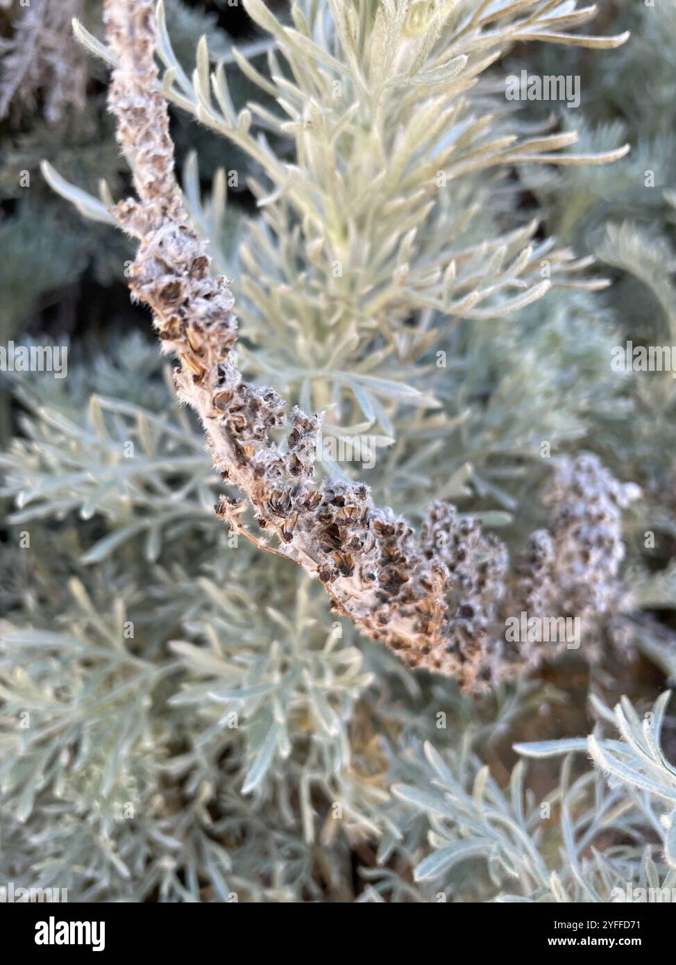 coastal sagewort (Artemisia pycnocephala Stock Photo - Alamy