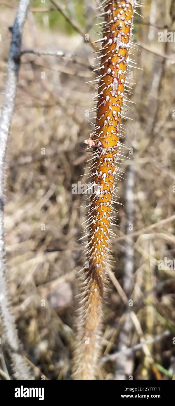 Prickly Wild Rose (Rosa acicularis Stock Photo - Alamy
