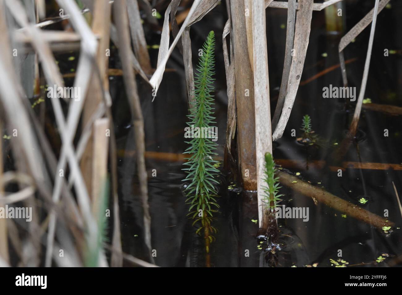 Mares Tail Or Hippuris Vulgaris Plant In Zurich In Switzerland Stock Photo - Image Of Plant - 13