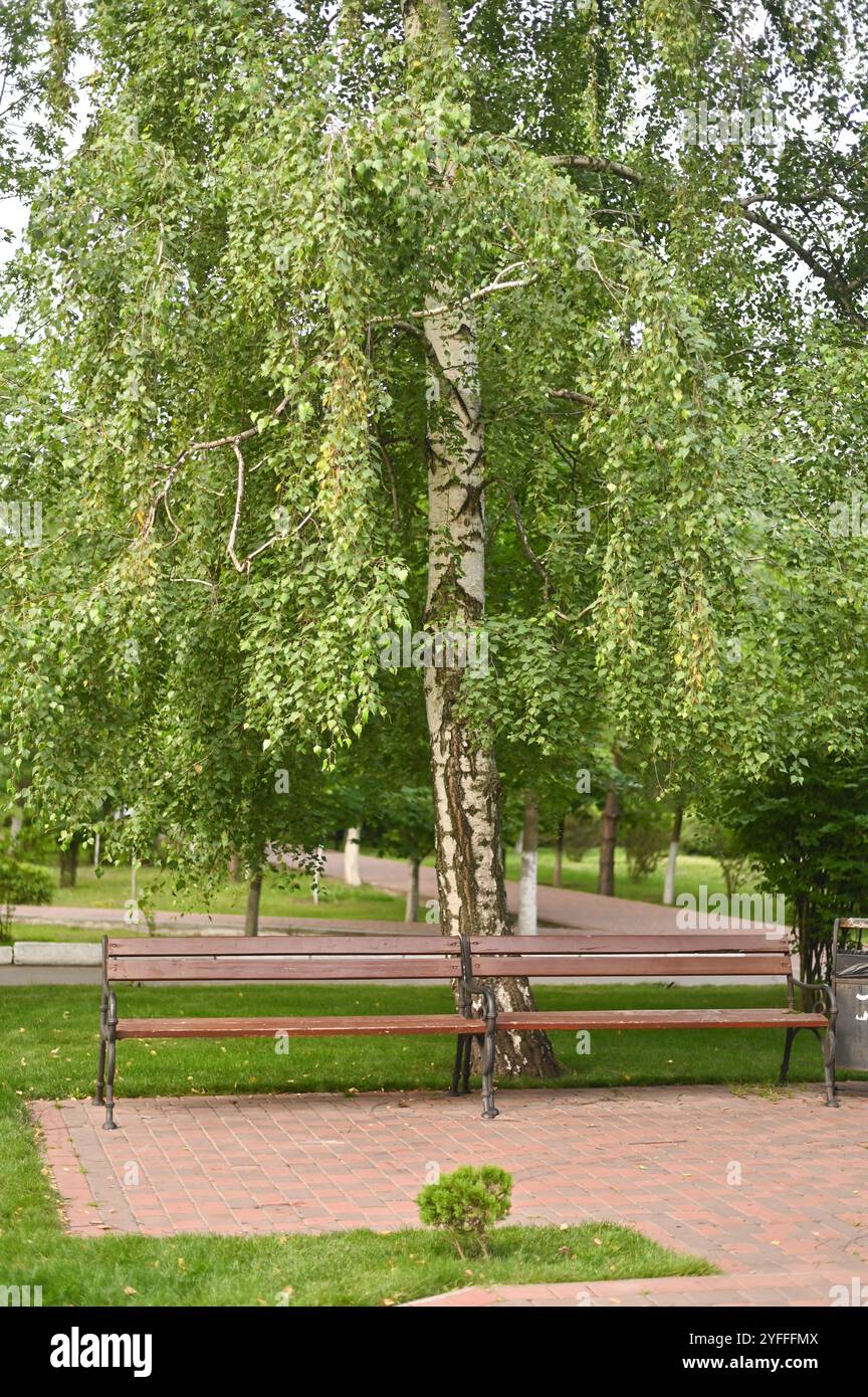 two benches in the park. green foliage. vertical Stock Photo - Alamy