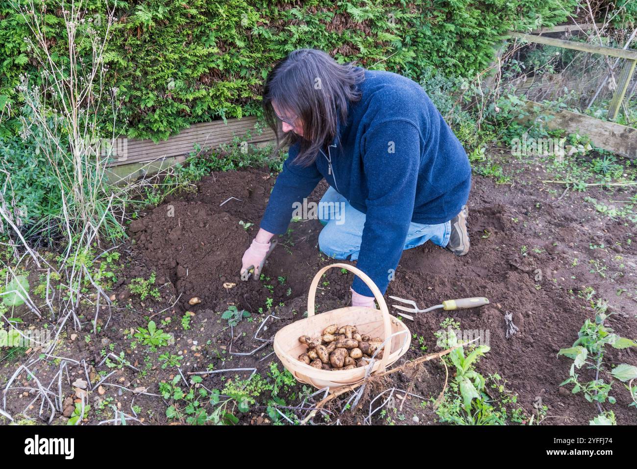 Woman harvesting Ratte potatoes in her vegetable garden or allotment. Stock Photo