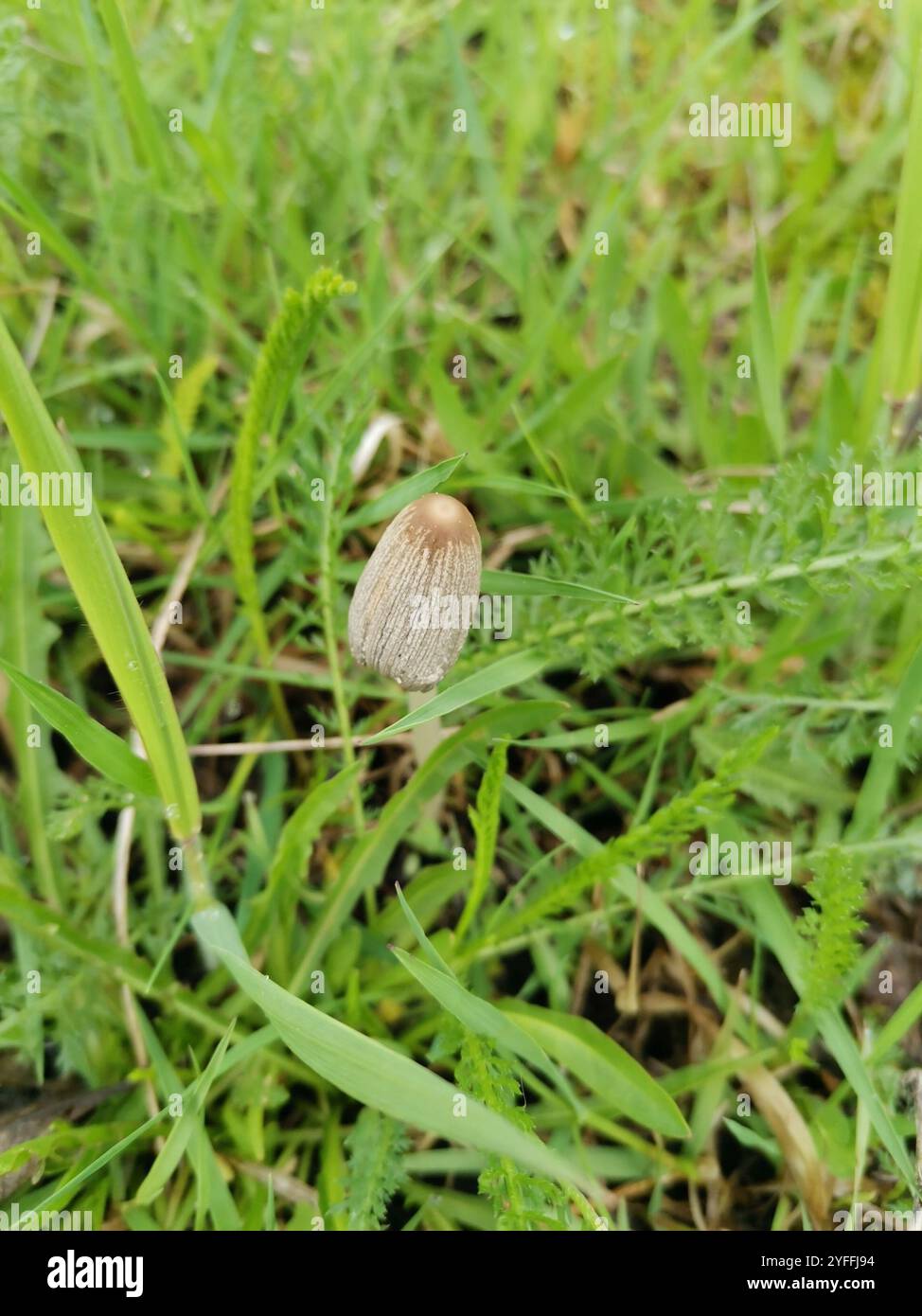 Common Ink Cap (Coprinopsis atramentaria Stock Photo - Alamy