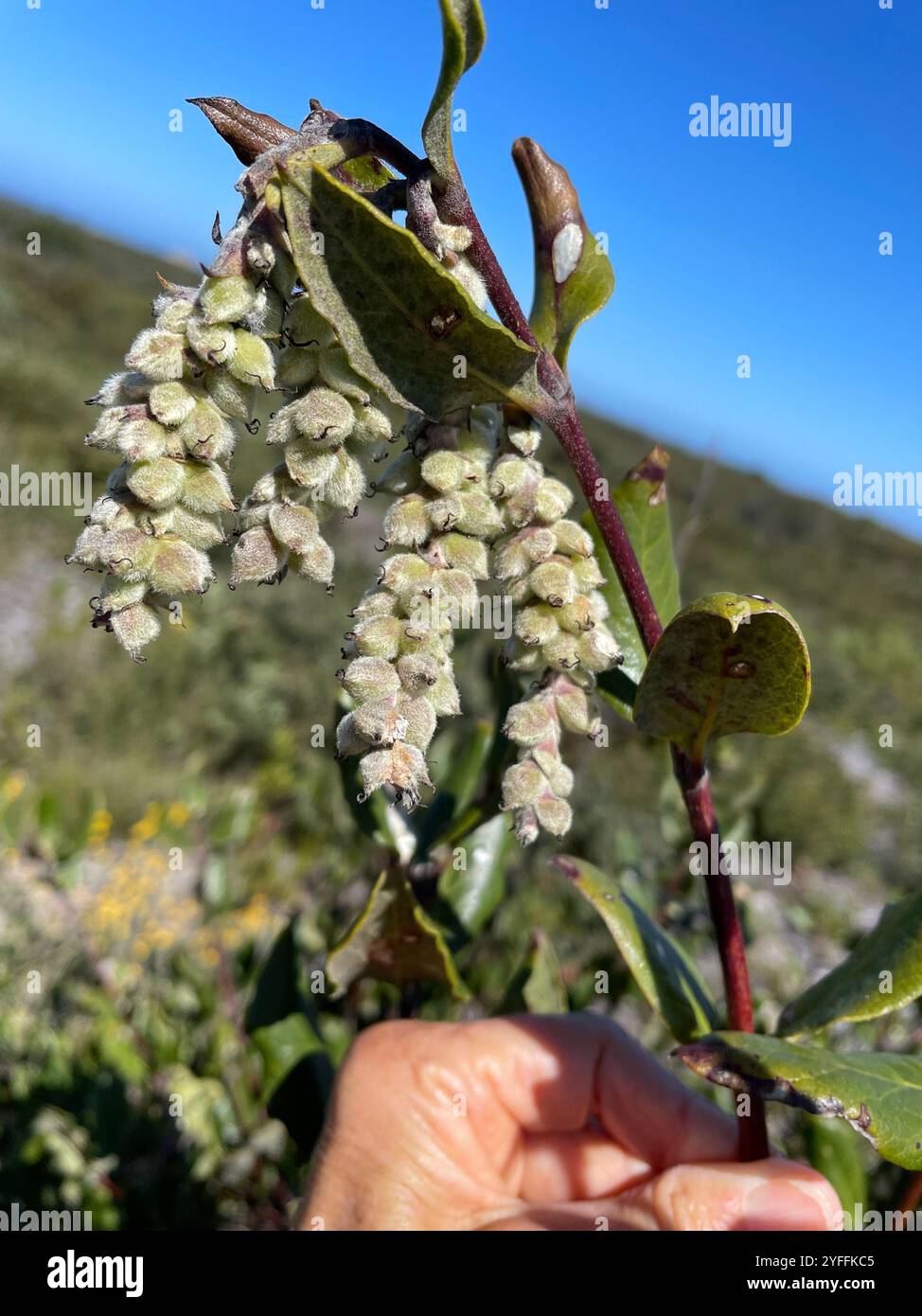 Coast silk tassel (Garrya elliptica) Stock Photo