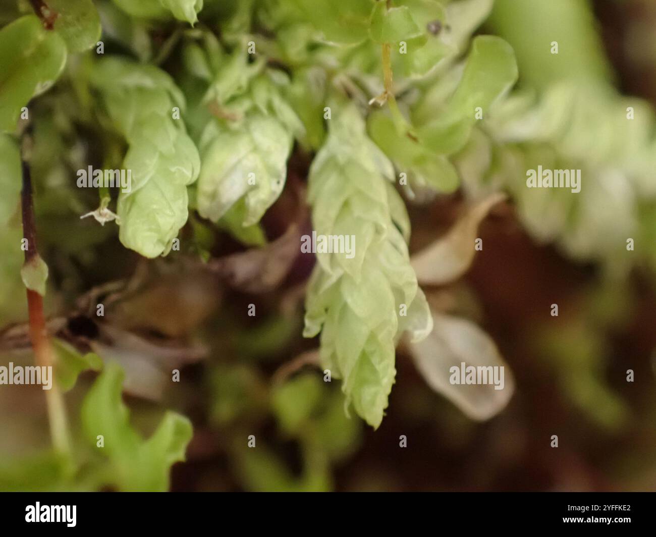 Waved Silk moss (Plagiothecium undulatum Stock Photo Alamy Waved Silk moss (Plagiothecium undulatum Stock Photo Alamy