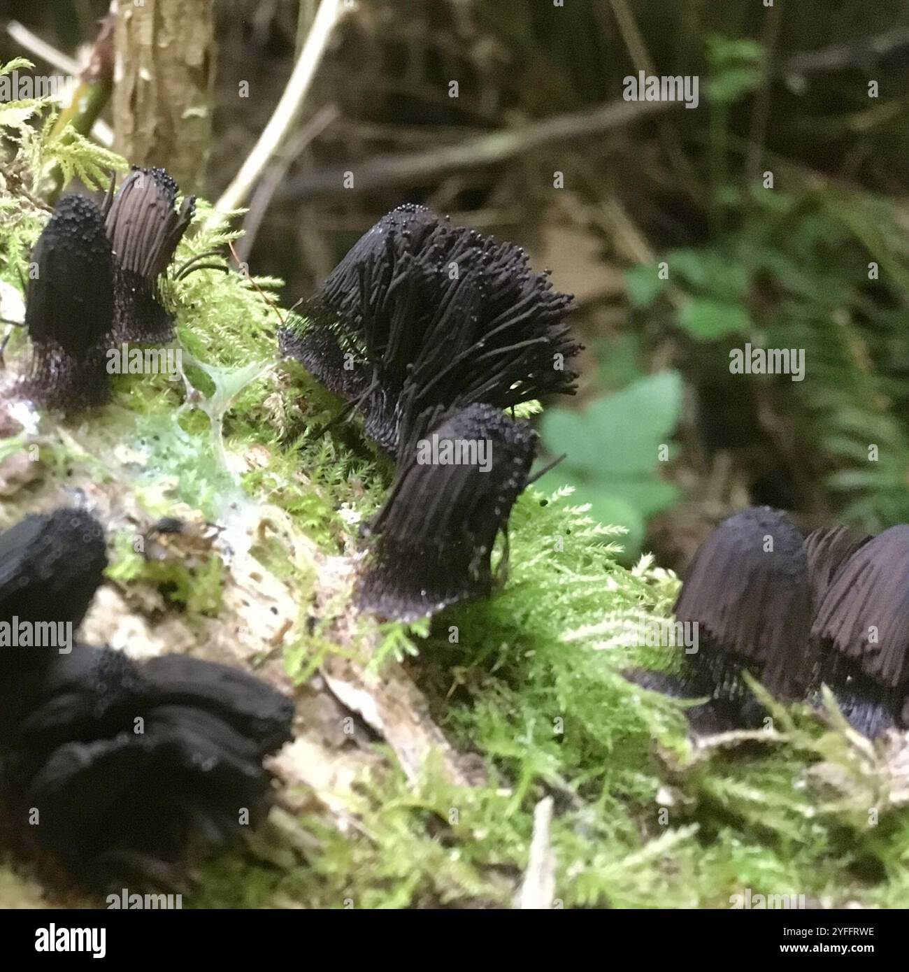 Stemonitis Splendens chocolate tube slime (Stemonitis splendens Stock Photo - Alamy