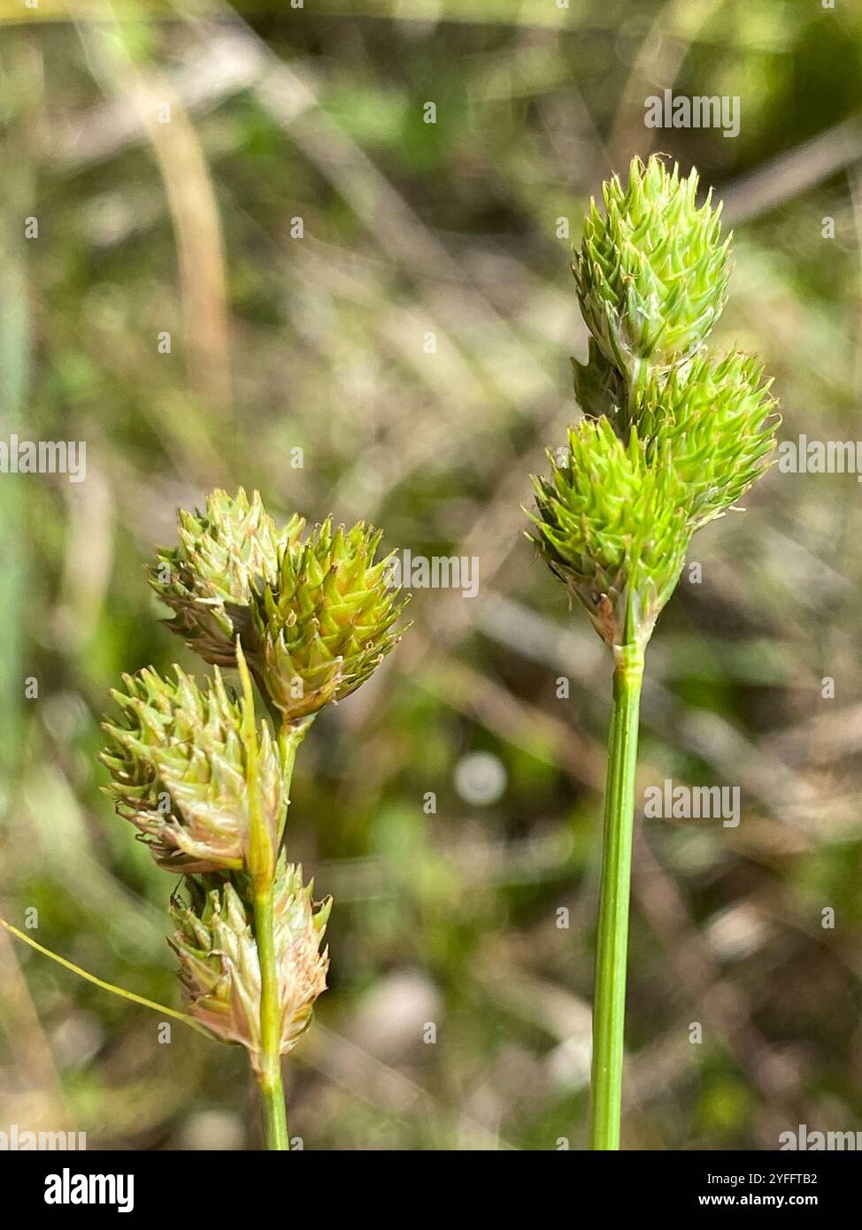 Florida Hammock Sedge (Carex vexans) Stock Photo