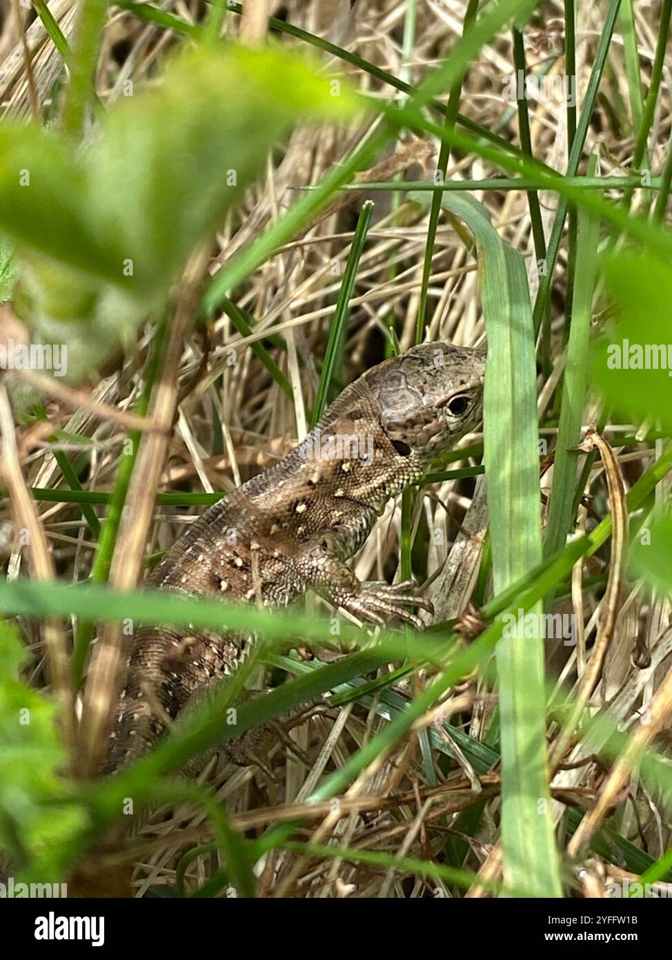 Sand Lizard (Lacerta agilis Stock Photo - Alamy